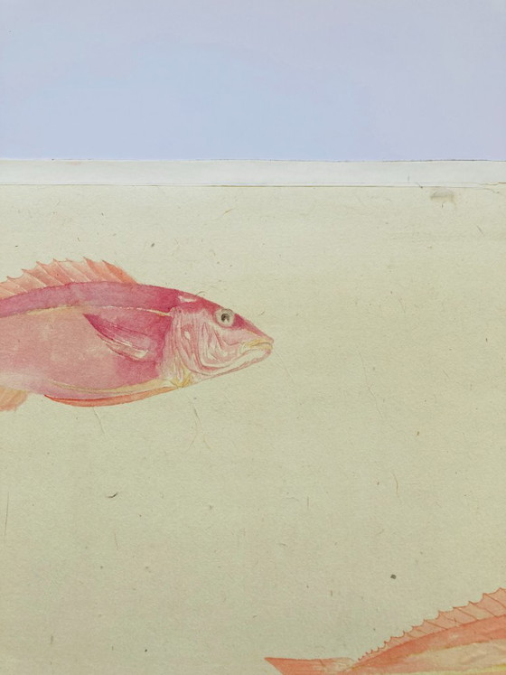 Image 1 of Poisson aquarelle vintage - Vivaneau rouge