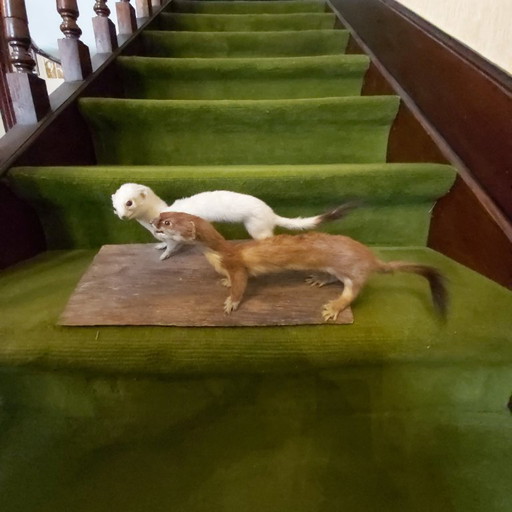 Taxidermy 2 x ermine on wooden base