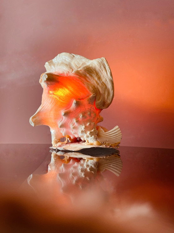 Image 1 of Vintage '70s shell lamp