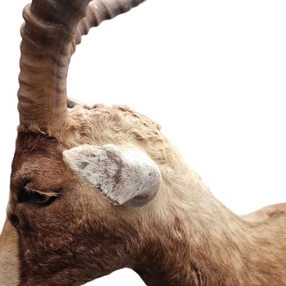 Image 1 of Mounted African blesbok antelope, 1980s/90s