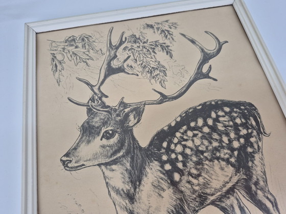 Vintage Cocky print/drawing of a fallow deer/deer with antlers., Paintings & Drawings, Paper, Wood, Black (photo 2 of 6)