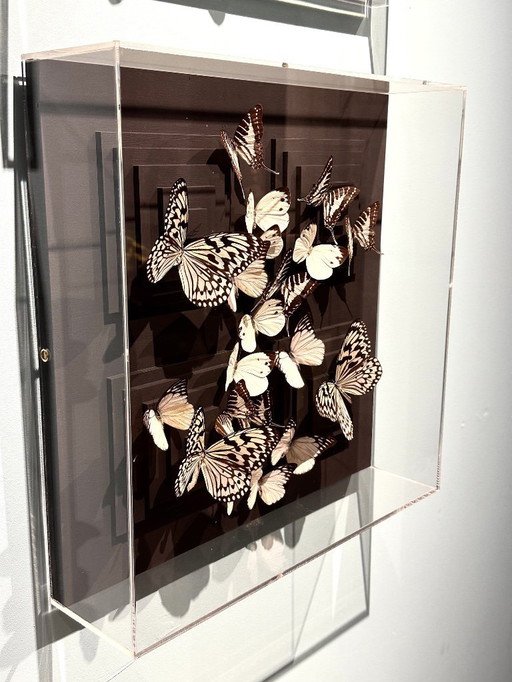 Butterfly box with a black passepartout in the background, with various butterflies in white on it.