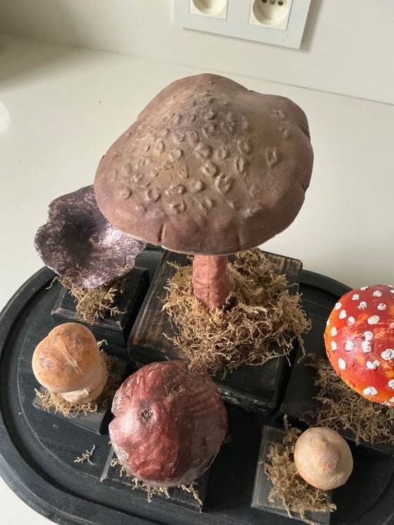 Image 1 of Antique bell jar with vintage educational mushrooms