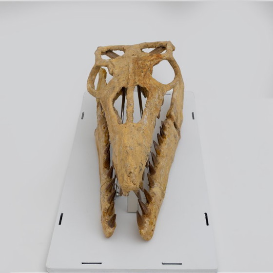 Image 1 of Cranio fossilizzato di un rettile marino preistorico, il Mosasauro, risalente a 70 milioni di anni fa