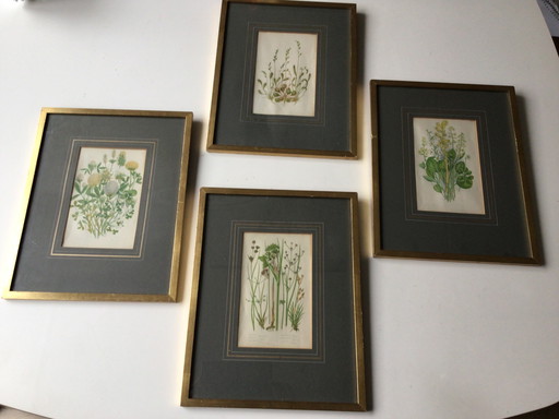 Collection of Botanical Prints