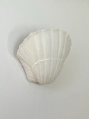 Pair of vintage seashell wall sconces, matte white plaster, France, 1970