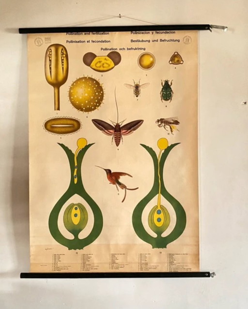Vintage Botanik-Poster