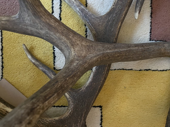 Image 1 of Mesa de centro de cuerno con estante de cristal transparente