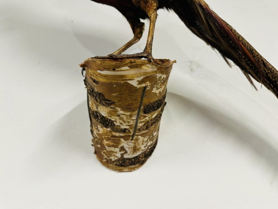 Antique stuffed Golden Pheasant Rooster – Decorative Objects, Wood, Other (photo 11 of 14)