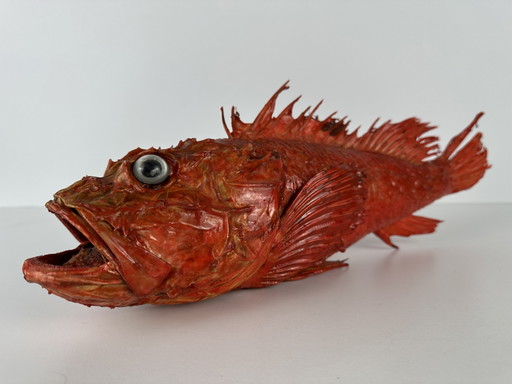 Vintage-gestopfter Roter Schnapper - Sebastes Norvegicus