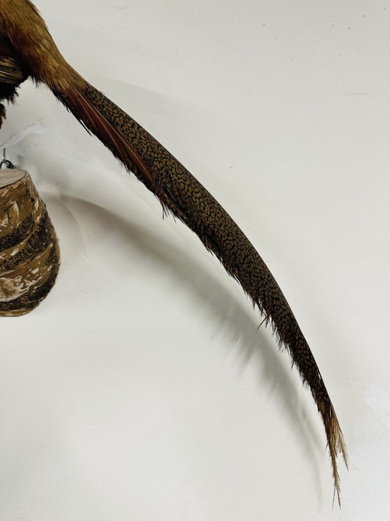 Antique stuffed Golden Pheasant Rooster – Decorative Objects, Wood, Other (photo 7 of 14)