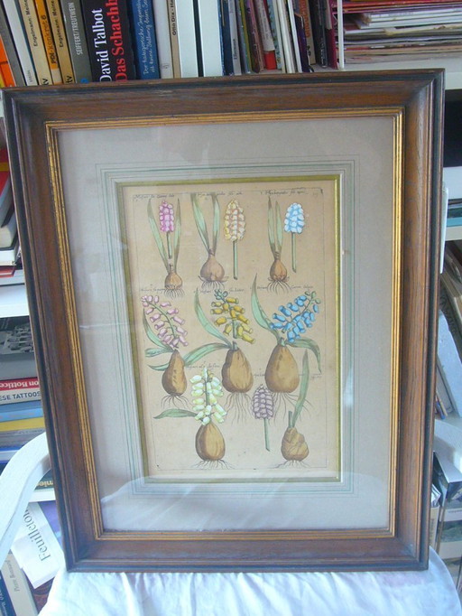 Original copperplate engraving hand-colored Anno 1612