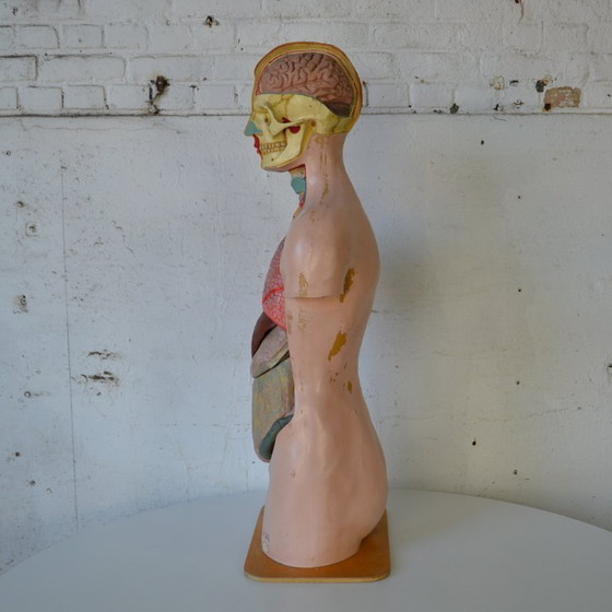 Image 1 of 1x deco biology mannequin