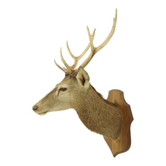 Image 1 of Tête de cerf montée cerf rouge avec bois