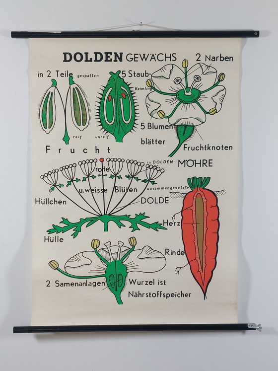 Image 1 of Vintage roll-up map, teaching aid, biology, umbellifers, wall map, botany