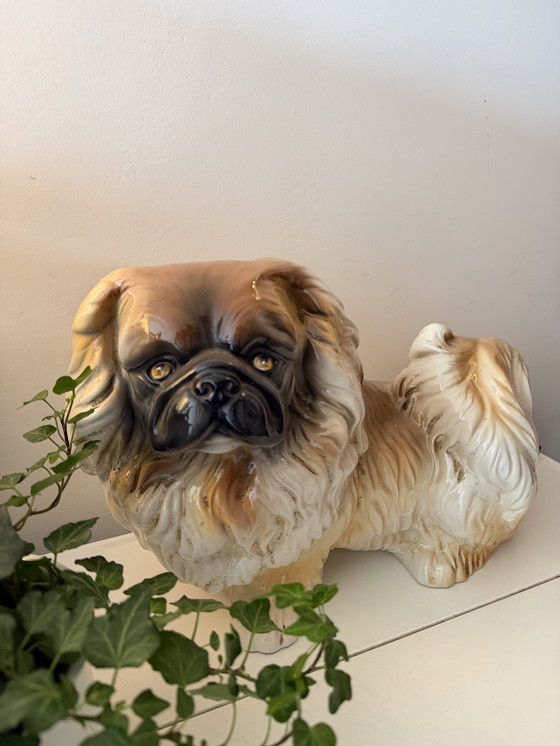 Image 1 of Großes Bild eines Pekinesenhundes