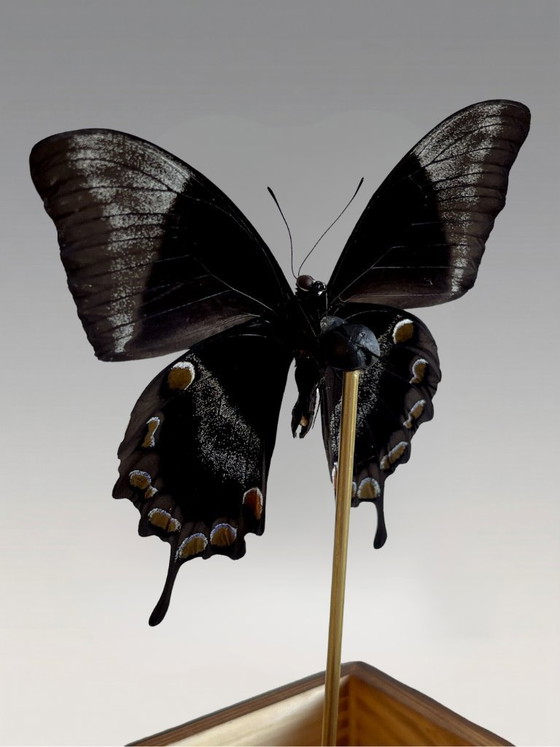 Image 1 of Papillon Ulysses Naturalisé Sous Cloche en Verre – Spécimen Exotique Bleu Iridescent – Objet Décoratif – 24 cm