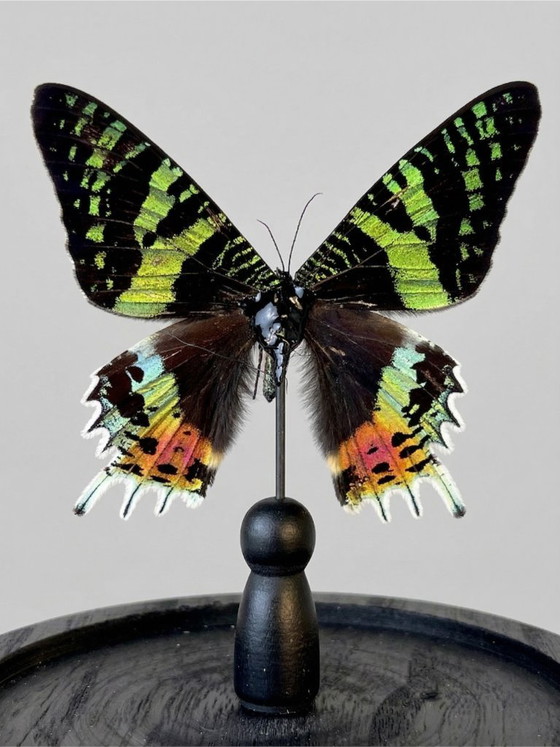 Image 1 of De vlinder Urania ripheus, geconserveerd onder een glazen koepel – een iriserend exotisch exemplaar – 15 cm bolvormig