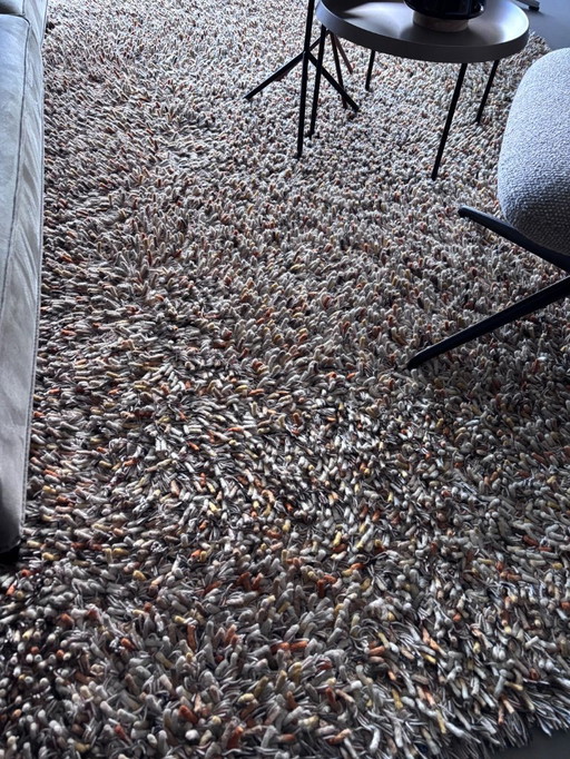 Brink and Campman Spring Calendula 059103