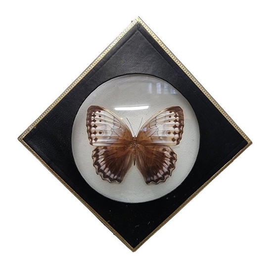 Image 1 of 4 old mounted butterflies in frame