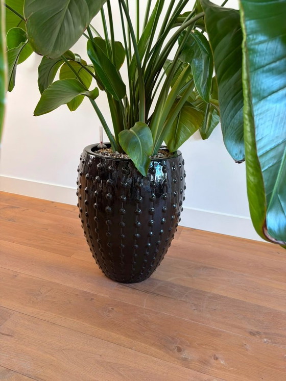 Plant with Black Pot (Hydroponics) – Plant pot, Stone (photo 3 of 5)