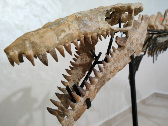 Image 1 of Mosasaurus – Cretaceous Marine Reptile
Large Mosasaurus