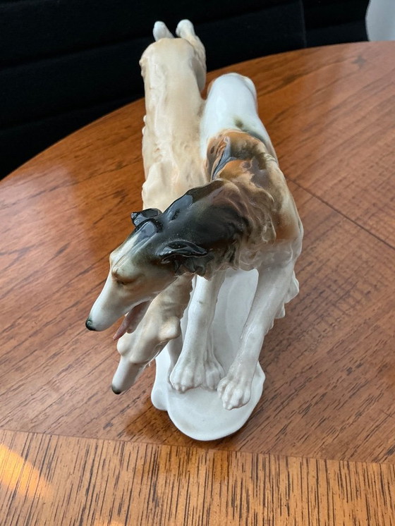 Image 1 of Bellissimi levrieri contrassegnati