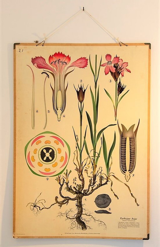 Pair of botanical-themed school posters by Harlinger, 1950s