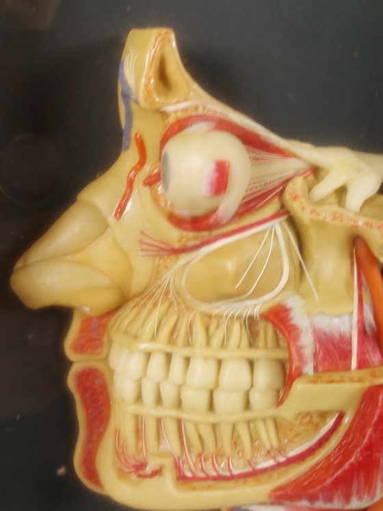 Image 1 of Medical wax model, Hygiene Museum Dresden, teaching model, display case, facial nerves