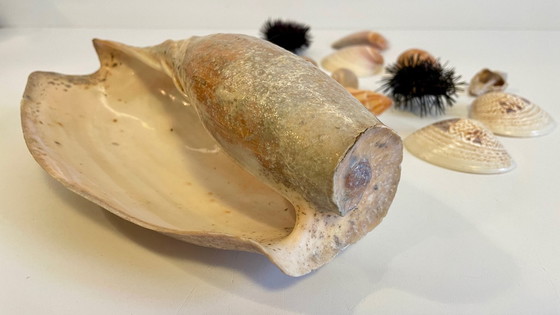 Image 1 of Seashell collection