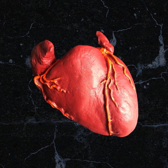 Image 1 of Trasicor retard vintage lifesize medical human heart specimen model anatomical physician's educational boxed 80s