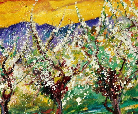 Image 1 of Cherry trees in bloom