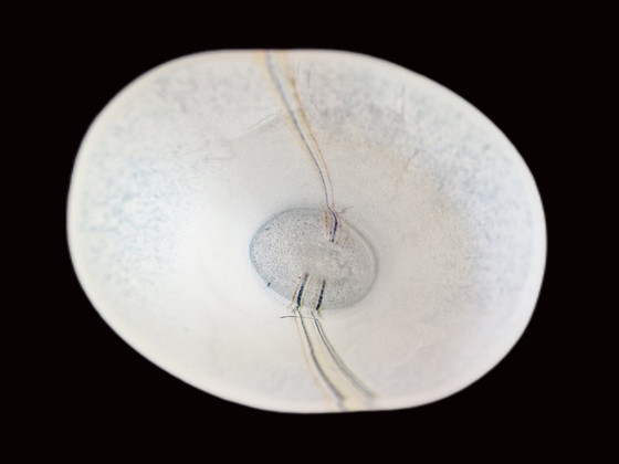 Image 1 of Kosta Boda – Vase „Rainbow“ von Bertil Vallien