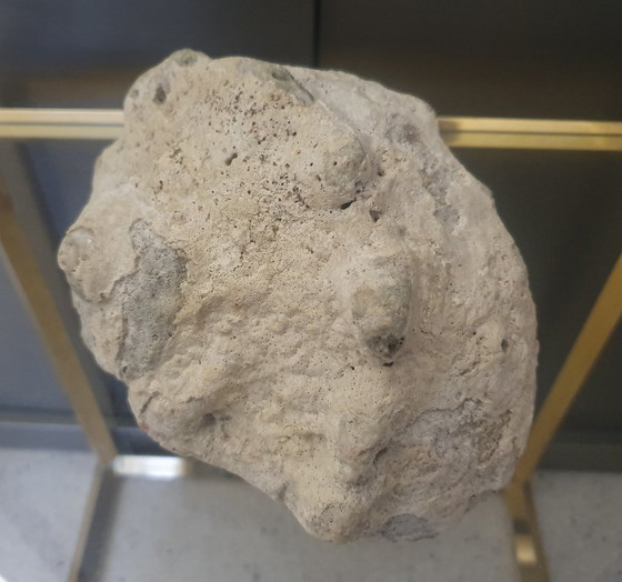 Image 1 of Grande conchiglia fossile (1,4 kg) – Lumaca di mare pietrificata – Decorazione naturale vintage – Pezzo unico