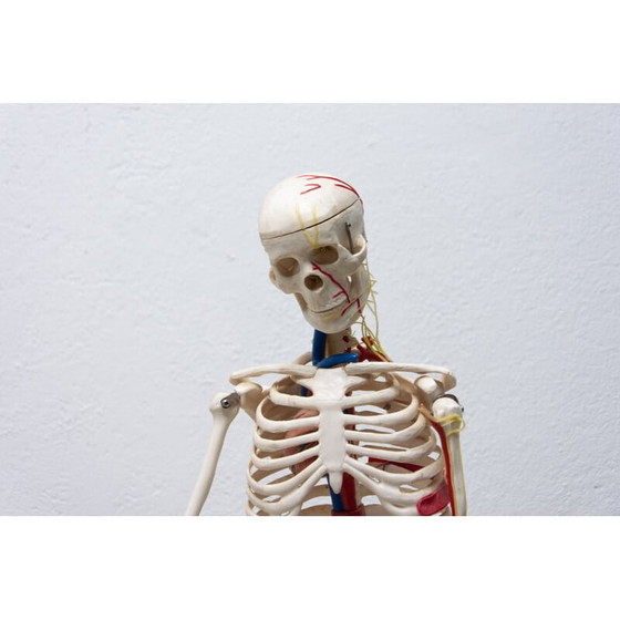 Image 1 of Vintage plastic human skeleton, Czechoslovakia 1960