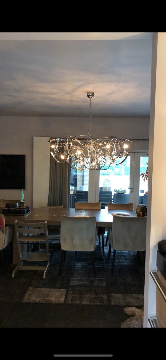 Image 1 of Brand van Egmond delphinium 140 cm