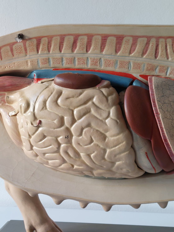 Image 1 of Modèle anatomique ancien de porc à visée pédagogique, Louis Meusel, Sonneberg