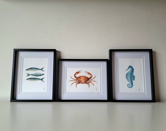Image 1 of Set of three original nautical watercolors: crab, sardines, seahorse