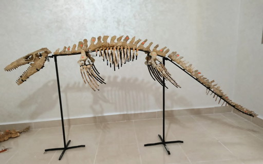 Mosasaurus – Cretaceous Marine Reptile
Large Mosasaurus