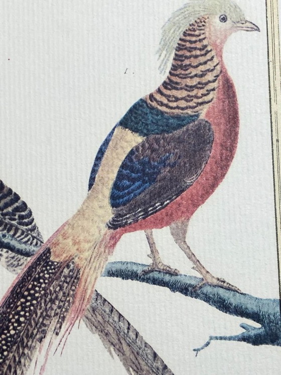 Image 1 of Engraving, Drawing, Sketch: Pair of Chinese Golden Pheasants by François-Nicolas Martinet