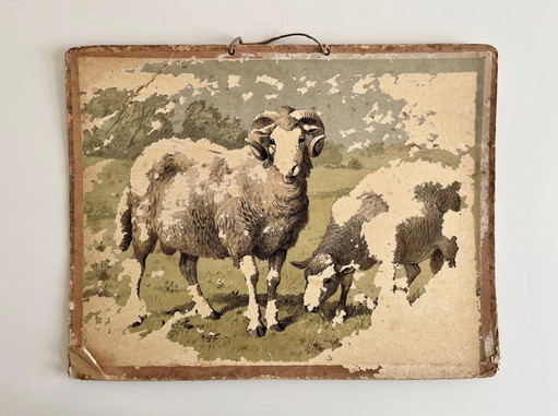 Illustrazione di un antico grafico scolastico, fronte-retro, maiale/maialino e pecora/agnello, litografia, vita in fattoria, sha