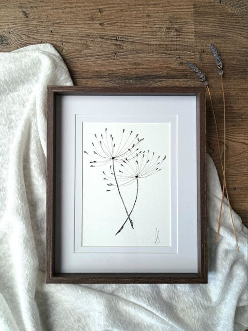 Illustrazione botanica originale a penna Berenklauw | Con cornice