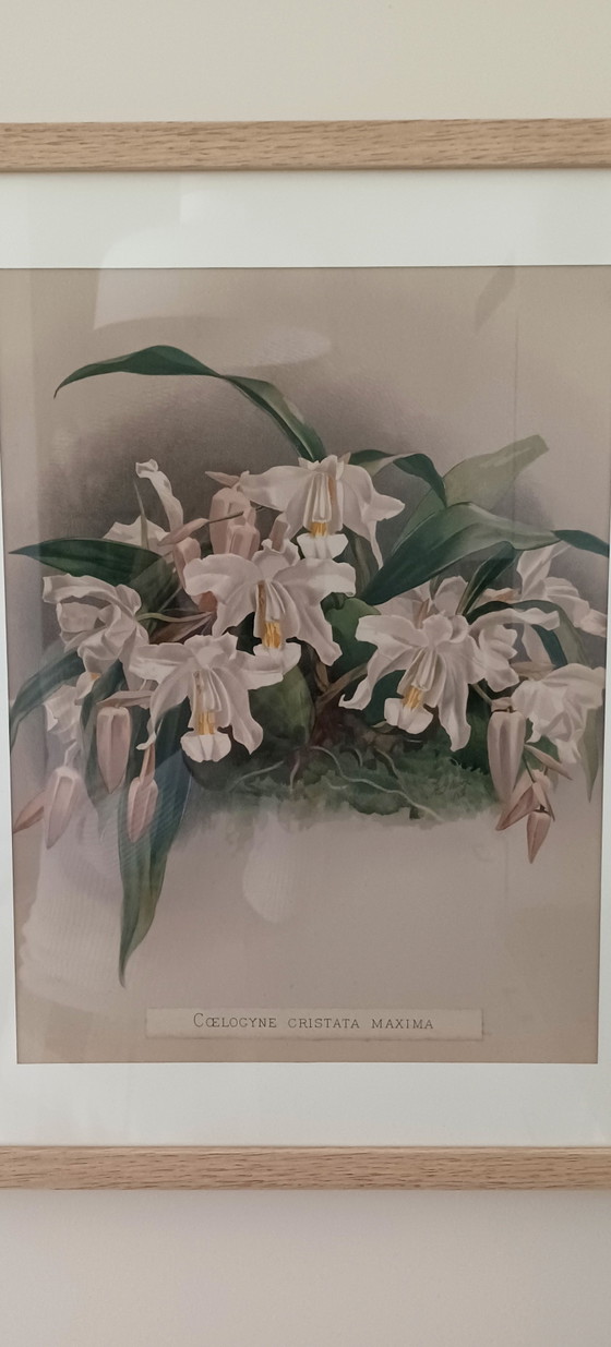 Image 1 of Cromolitografia originale 'Reichenbachia' 1888 – H.G. Moon