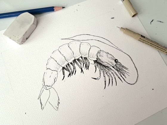 Image 1 of Garnelenillustration | Original und handgefertigt