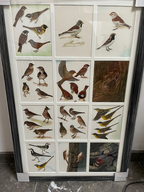 Image 1 of Cornici con uccelli