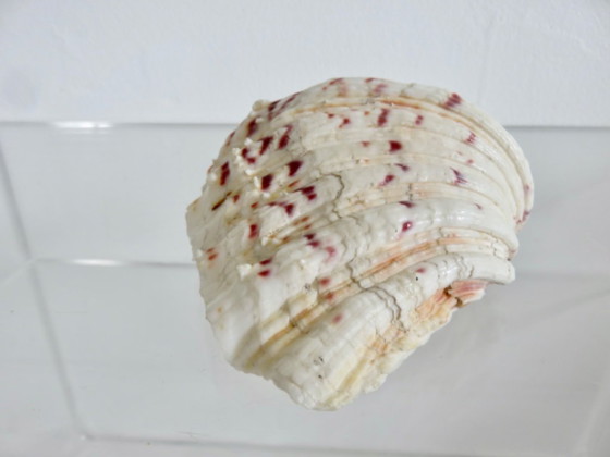 Image 1 of Marisco Hippopus hippopus, almeja moteada, Océano Índico, Pacífico Occidental