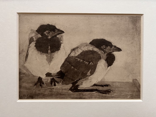Jan Mankes 1889-1920 / Héliogravure originale 2 Jeunes Pies 1923