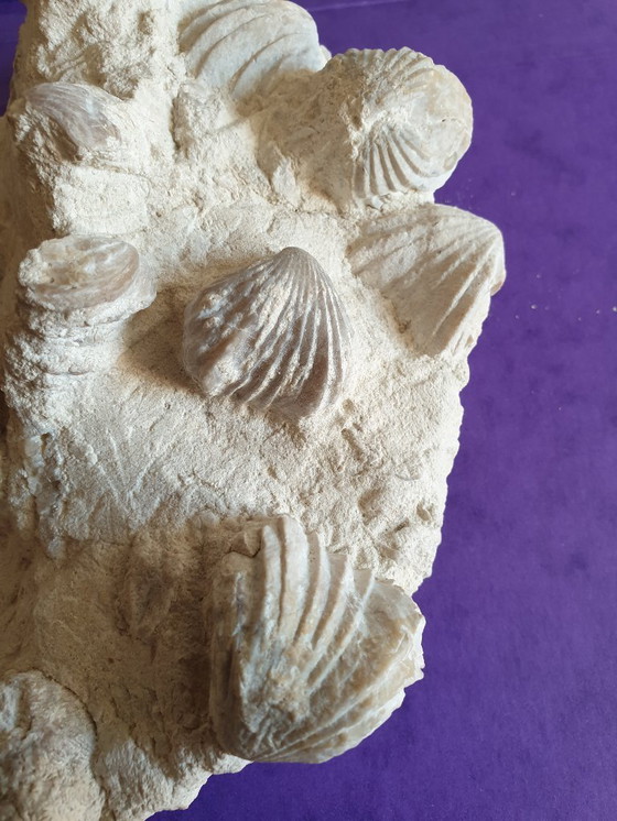 Image 1 of Bed of Upper Cretaceous bivalve fossils