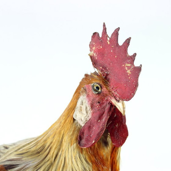 Image 1 of Grande gallo tassidermico tedesco antico, primi anni del 1900