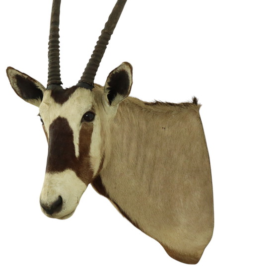 Image 1 of Taxidermie de l'antilope Oryx montée Gemsbok